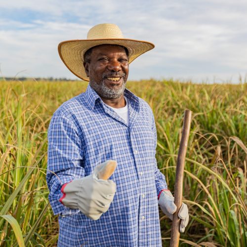 Black,Farmer,Happy,With,Sugar,Cane,Crop,Making,Thumbs,Up